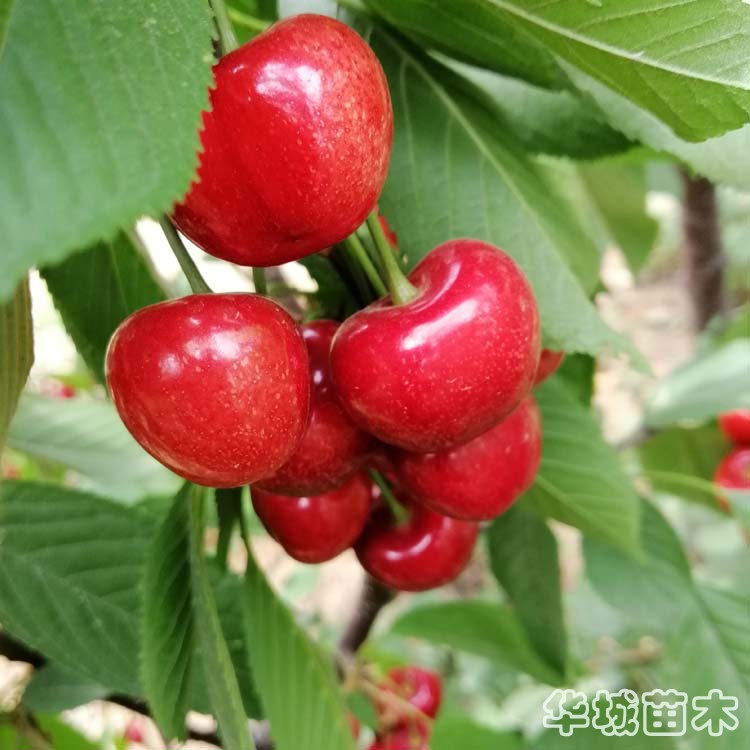 大果型波爾娜櫻桃苗介紹